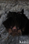 brown big-eared bat (Plecotus auritus)