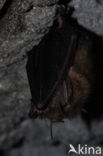 brown big-eared bat (Plecotus auritus)
