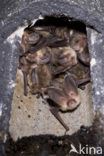 brown big-eared bat (Plecotus auritus)