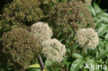 Grote engelwortel (Angelica archangelica)