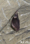 Greater Horseshoe Bat (Rhinolophus ferrumequinum)