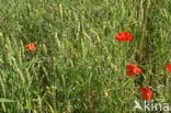 Grote klaproos (Papaver rhoeas)