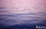 Pacific ocean