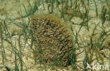 Noble pen shell (Pinna nobilis)