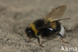 Northern white-tailed bumblebee (Bombus magnus)