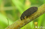 Grote weerschijntreder (Helophorus grandis)