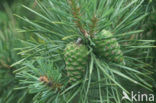 Scots Pine (Pinus sylvestris)