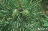 Grove den (Pinus sylvestris)