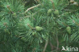 Grove den (Pinus sylvestris)