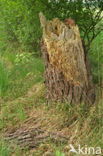Grove den (Pinus sylvestris)