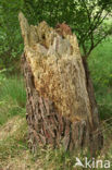 Grove den (Pinus sylvestris)