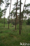 Grove den (Pinus sylvestris)