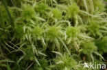 Haakveenmos (Sphagnum squarrosum)