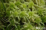 Spiky Bog-moss (Sphagnum squarrosum)