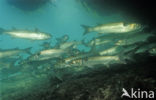 White Mullet (Mugil curema)