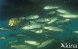 White Mullet (Mugil curema)