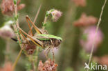 Heidesabelsprinkhaan (Metrioptera brachyptera)