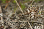 Grayling (Hipparchia semele)