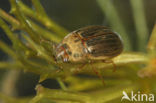 Helochares lividus