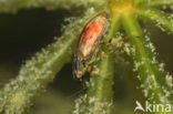 Helophorus minutus