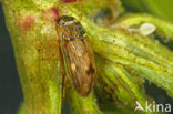 Helophorus minutus