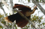 Hoatzin (Opisthocomus hoazin)