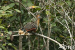 Hoatzin (Opisthocomus hoazin)