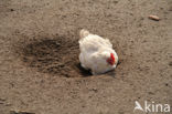 Fowl