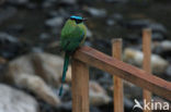 Hooglandmotmot (Momotus aequatorialis)