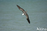 Peruvian Booby (Sula variegata)