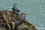 Inca Tern (Larosterna inca) 