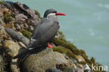 Inca Tern (Larosterna inca) 