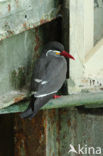 Inca Tern (Larosterna inca) 