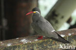Inca Tern (Larosterna inca) 