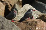 Inca Tern (Larosterna inca) 