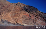 Guadalupe Island