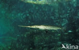 Longnose Gar (Lepisosteus osseus )