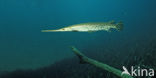 Longnose Gar (Lepisosteus osseus )