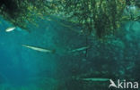 Kaaimansnoek (Lepisosteus osseus )