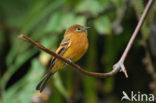 Cinnamon Flycatcher (Pyrrhomyias cinnamomeus)