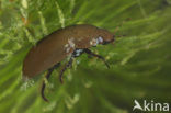 Kleine zwarte watertor (Hydrochara caraboides)
