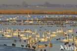 Mute Swan (Cygnus olor)