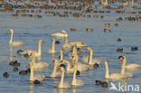 Mute Swan (Cygnus olor)