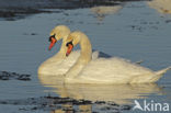 Knobbelzwaan (Cygnus olor)