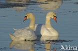 Knobbelzwaan (Cygnus olor)