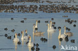 Knobbelzwaan (Cygnus olor)