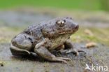 Common Spadefoot Toad (Pelobates fuscus)