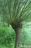 Knotwilg (Salix alba)