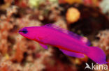 Orchid dottyback (Pseudochromis fridmani)