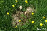 Kruipende boterbloem (Ranunculus repens)